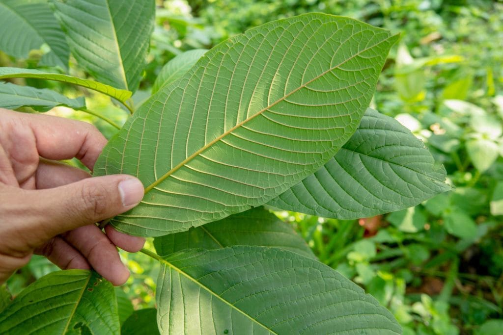 Understanding What Is The Strongest Kratom For Pain Relief